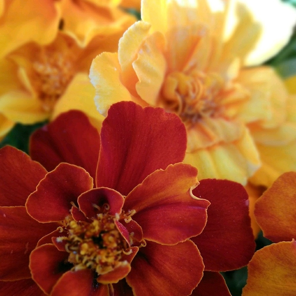 Meet your Posher, Marisa